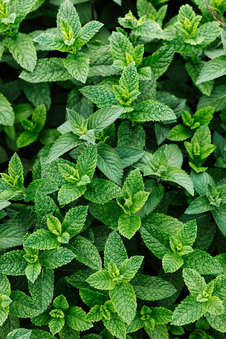 Comment lutter contre la mauvaise haleine (halitose) ?