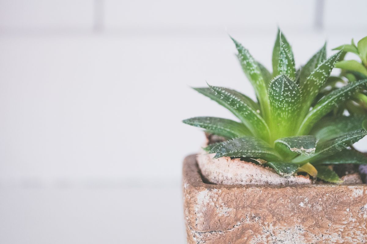 Plante d'aloe vera apaisante