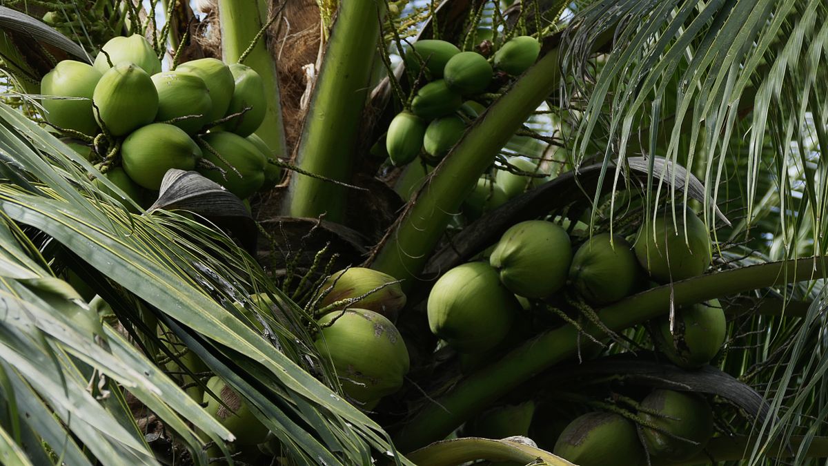Noix de coco entière et morceaux