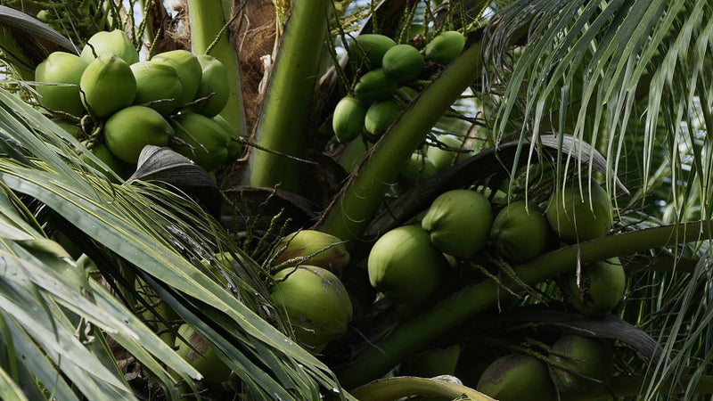 Noix de coco entière et morceaux