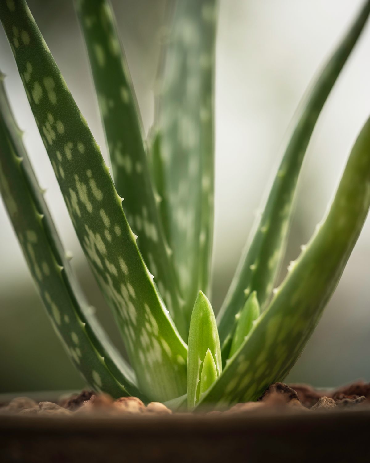 Feuille d'aloe vera et gel naturel