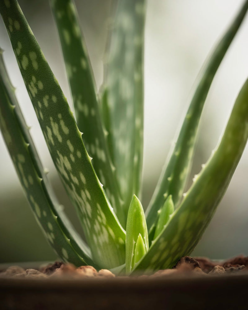 Feuille d'aloe vera et gel naturel