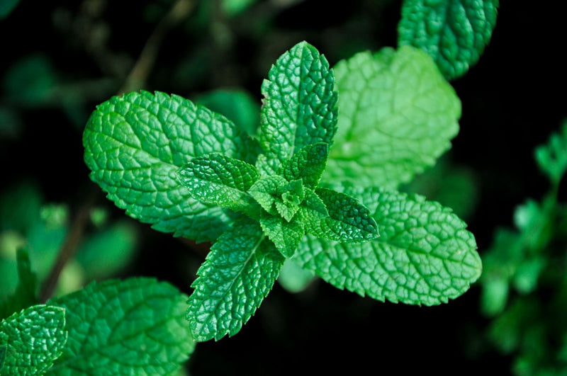 Menthe pour une haleine fraîche