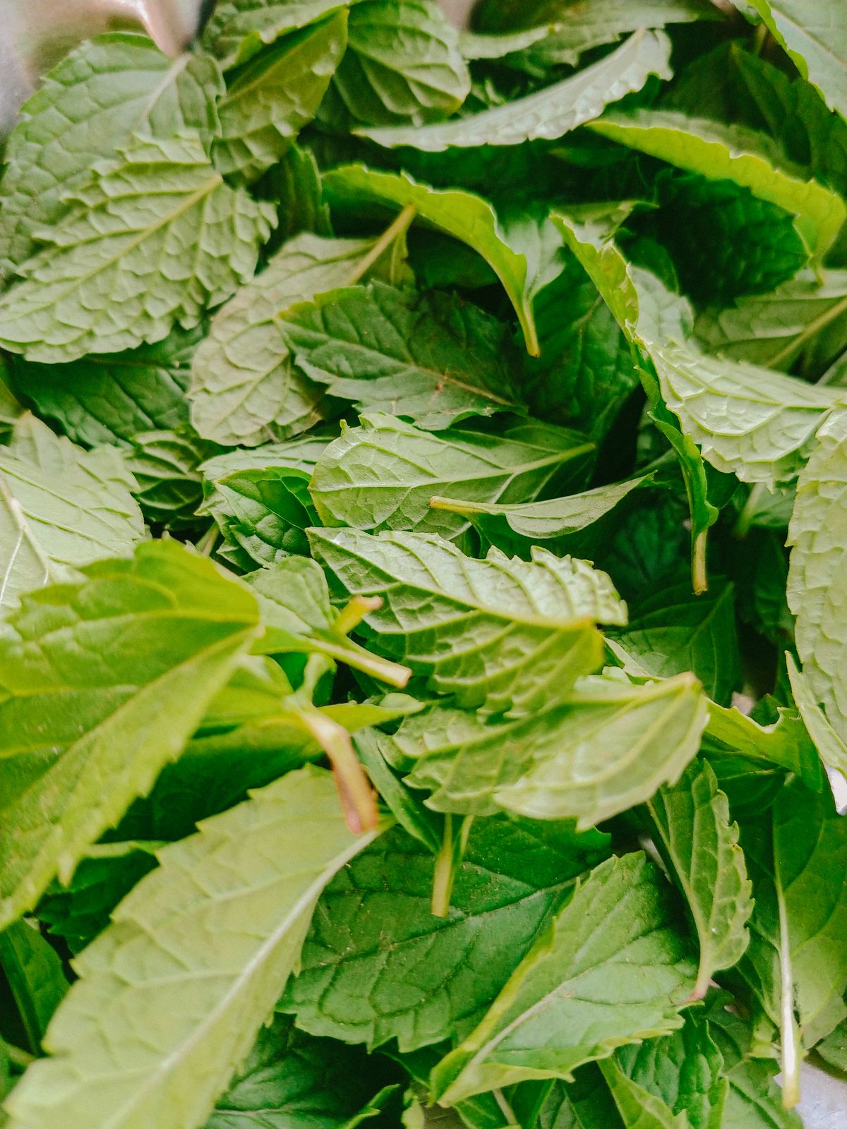 Feuilles de menthe fraîche